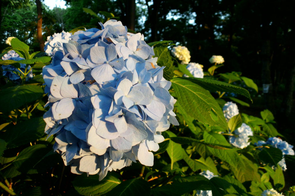2014/06/14_伊奈アジサイ園