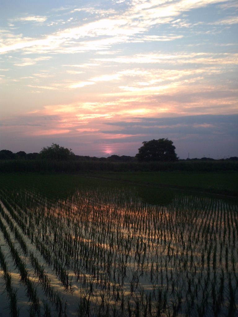 2015/05/24_水田の夕暮れ