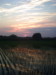 2015/05/24_水田の夕暮れ