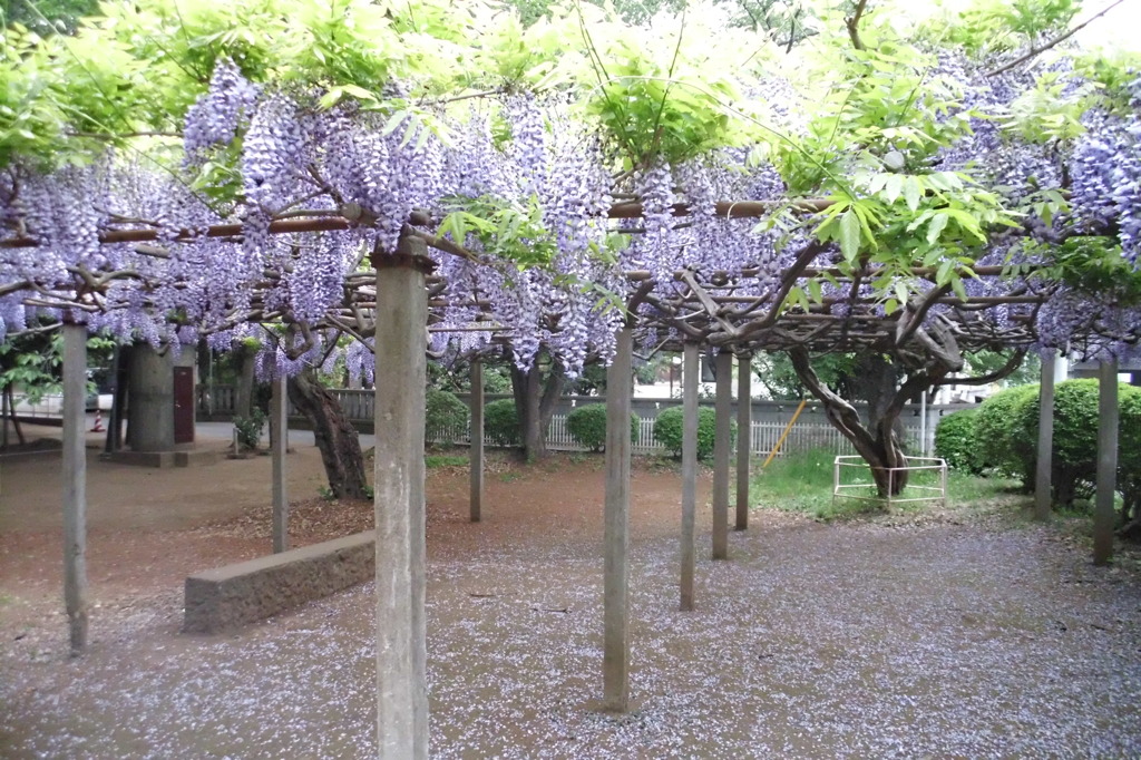 2014/04/29_藤棚