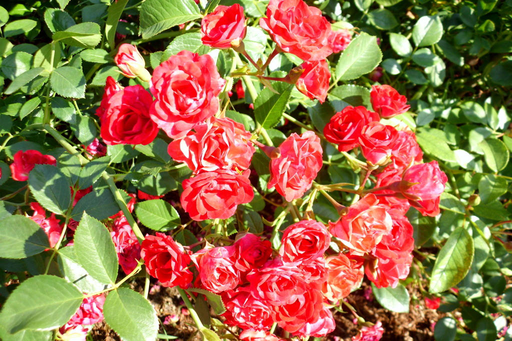 2014/06/15_伊奈バラ園