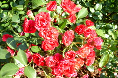 2014/06/15_伊奈バラ園