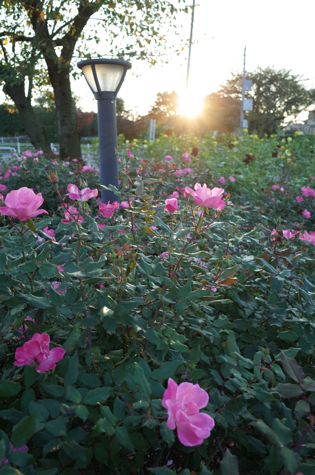 2015/10/18_夕暮れの伊奈バラ園