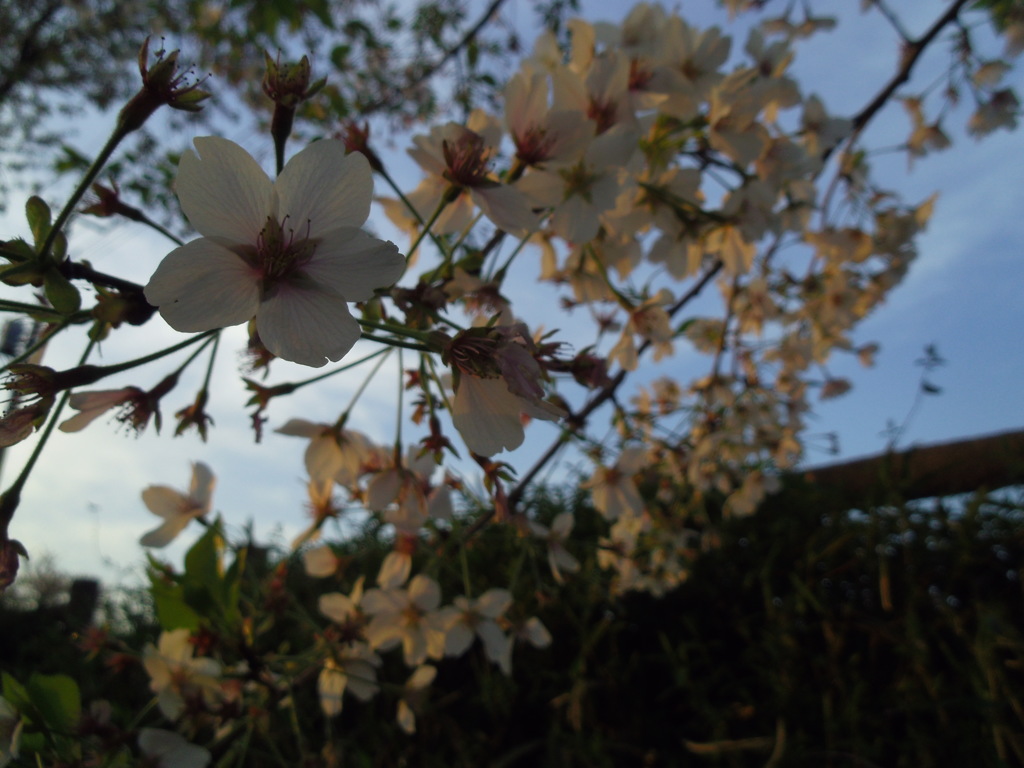 2017/04/16_元荒川の夕暮れ桜