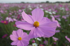 2015/11/01_吹上のコスモス畑