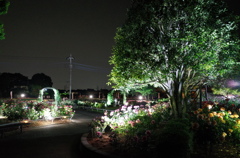 2015/05/17_夜の伊奈バラ園