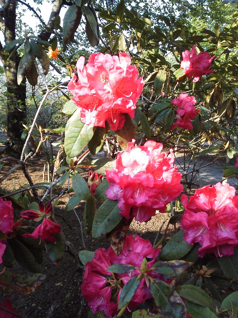 2017/05/01_あしかがフラワーパークの花