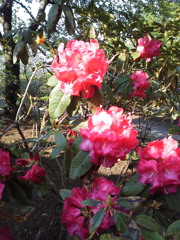 2017/05/01_あしかがフラワーパークの花