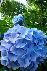 2014/06/15_伊奈アジサイ園