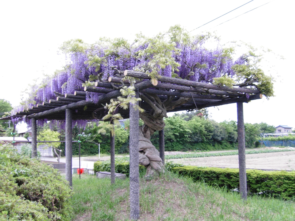 2017/05/03_鎮守の森公園の藤
