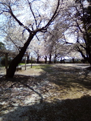 2019/04/06_氷川児童公園の桜