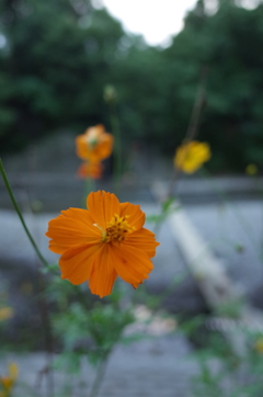 2016/09/10_巾着田のキバナコスモスとドレミファ橋