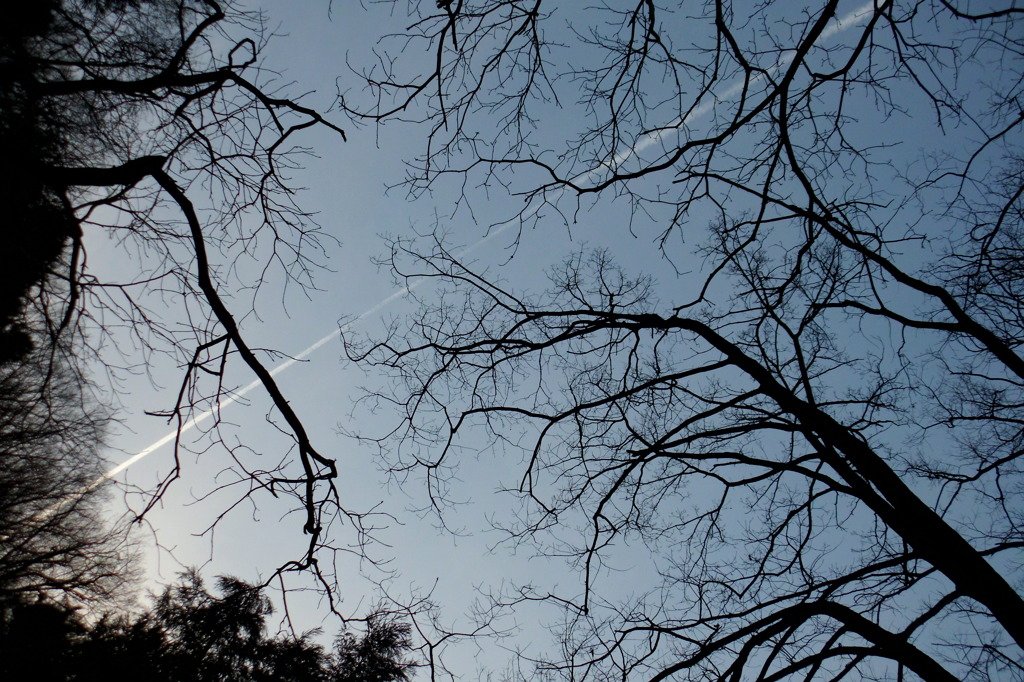 2014/03/29_飛行機雲と木