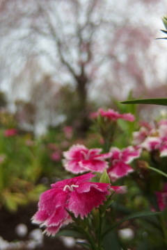 2016/04/09_花の丘農林公苑のナデシコ