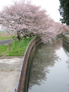 2016/04/10_見沼代用水の桜