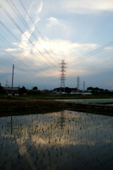 2016/06/11_水田の夕暮れ