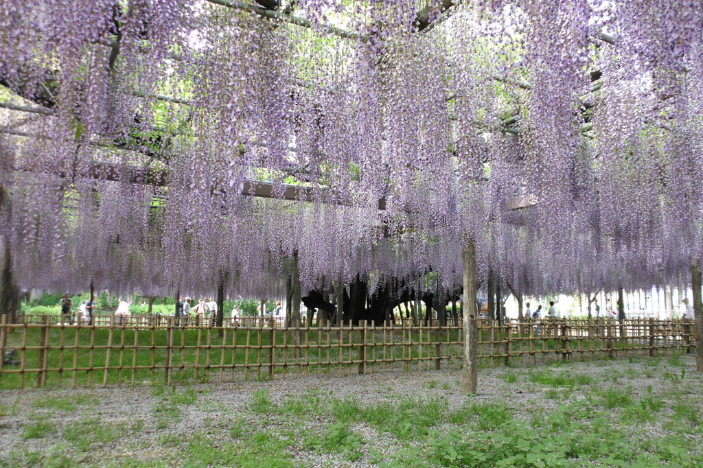 2015/05/03_玉敷公園の藤