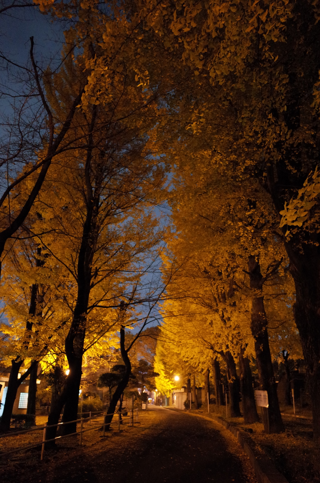 2014/11/24_夜の別所沼公園