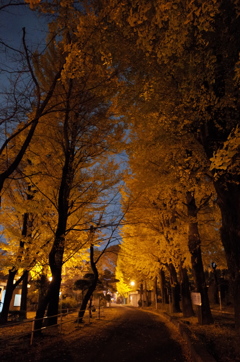 2014/11/24_夜の別所沼公園