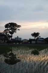 2015/05/30_水田に夕空と木