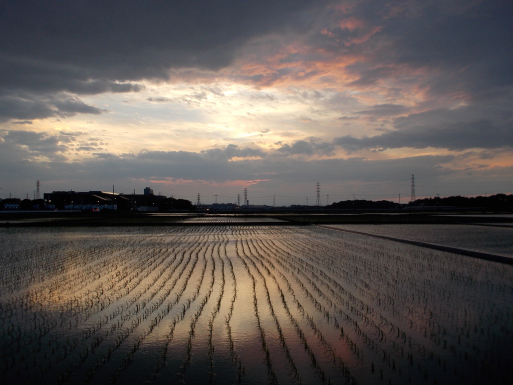 2017/06/10_水田の夕暮れ