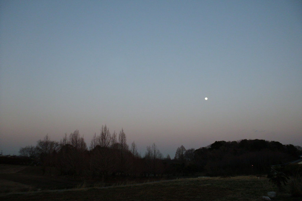 2014/03/15_月と木