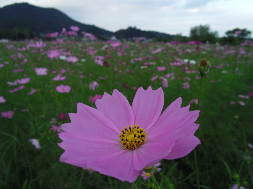 2016/09/10_巾着田のコスモスと日和田山