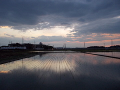 2017/06/10_水田の夕暮れ