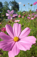 2014/06/15_伊奈バラ園のコスモス