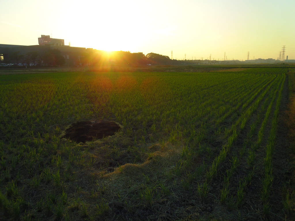 2016/10/15_田んぼの夕暮れ