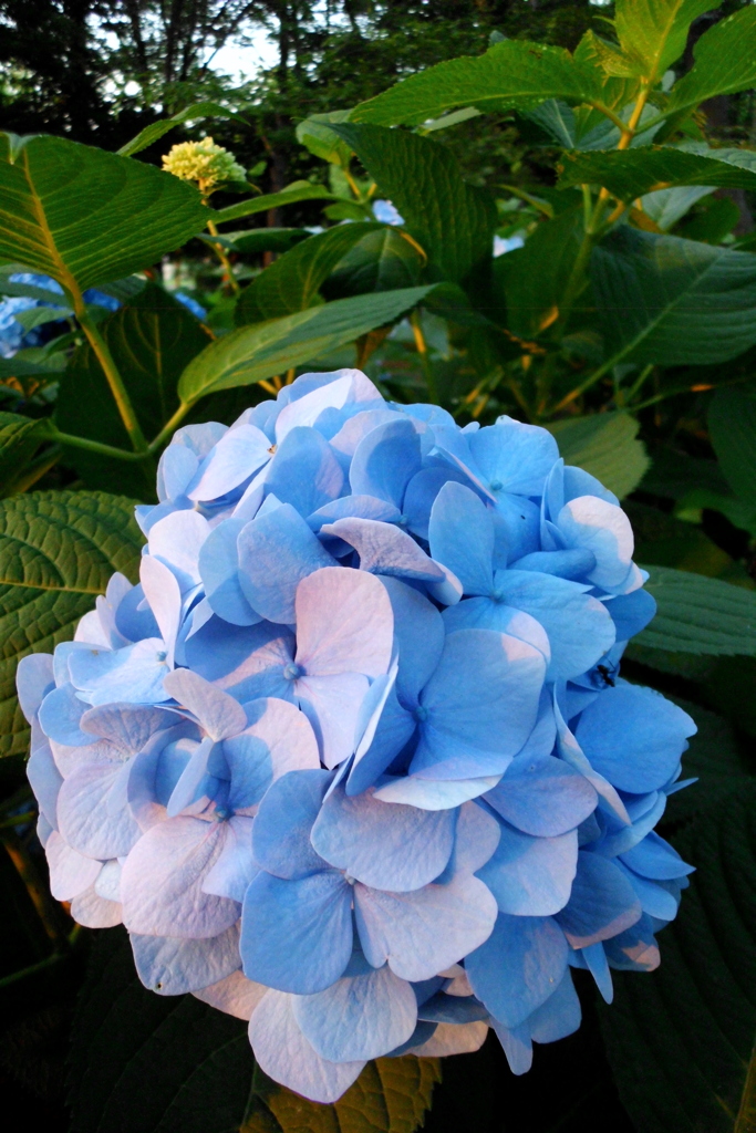 2016/06/18_伊奈アジサイ園の夕暮れ紫陽花