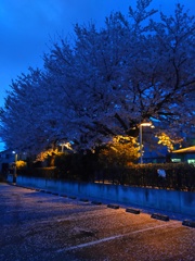 2017/04/09_アッピーランドの夕暮れ桜