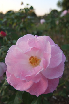 2015/10/18_伊奈バラ園の薔薇