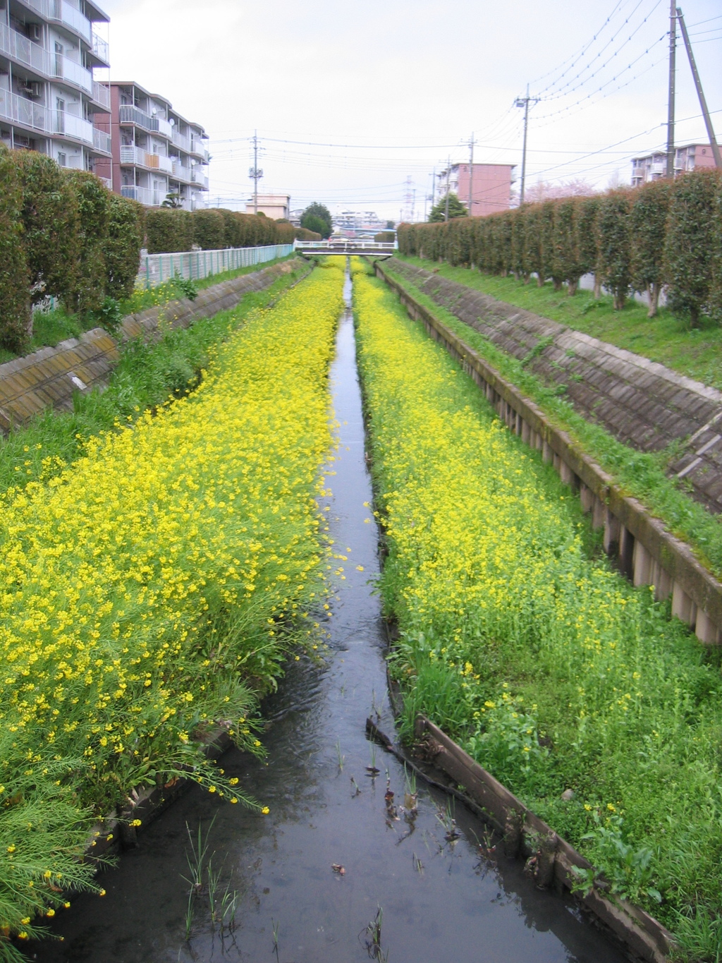 2017/04/09_芝川の菜の花