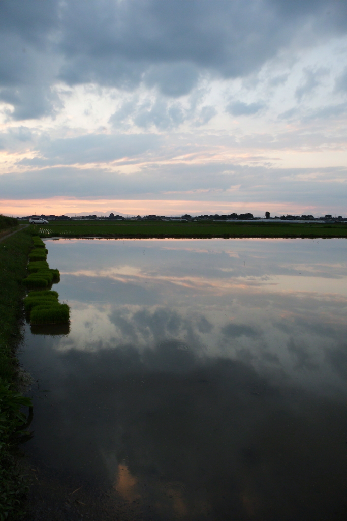 2016/06/26_水田の夕暮れ