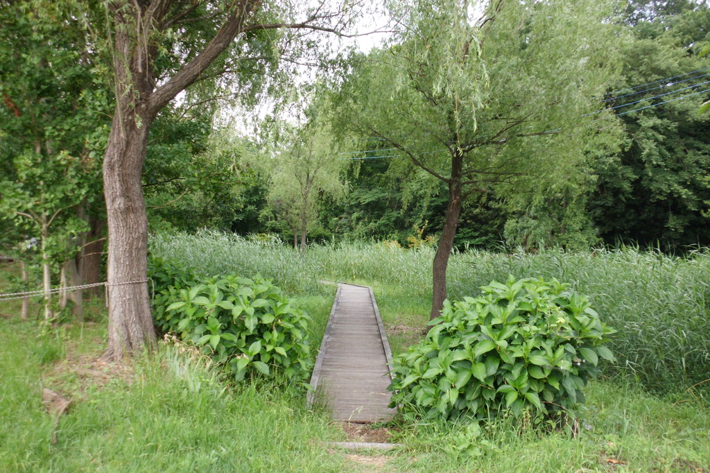 2014/06/21_ホタルの里