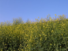 2017/04/16_菜の花と青空