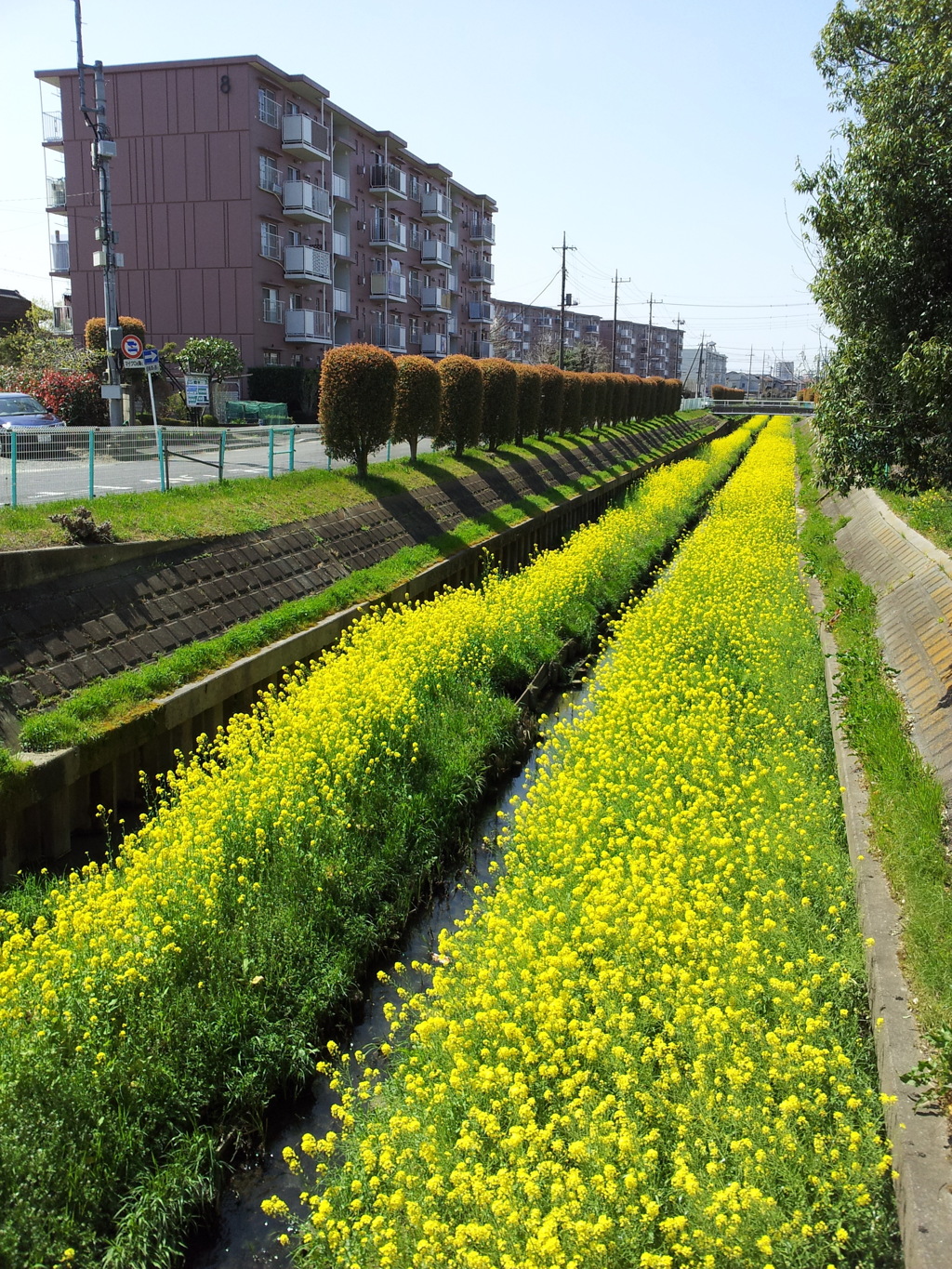 2019/04/06_芝川の菜の花