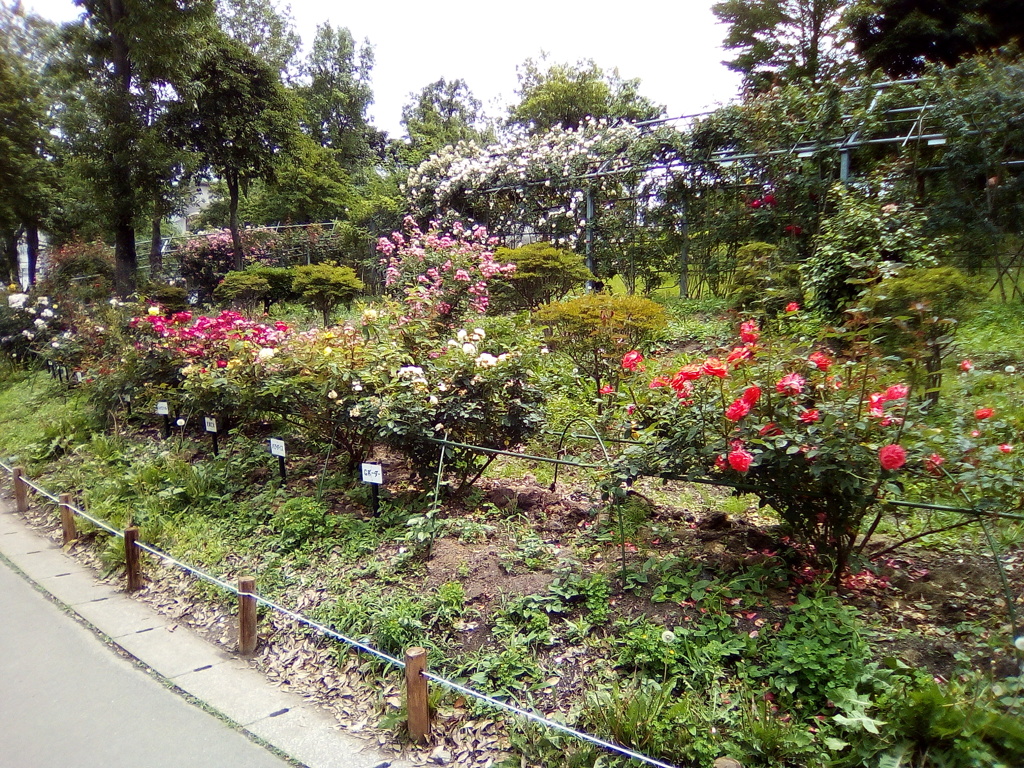 2018/05/26_平成の森公園の薔薇