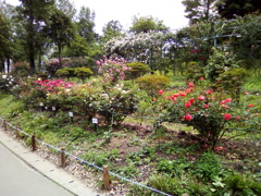 2018/05/26_平成の森公園の薔薇