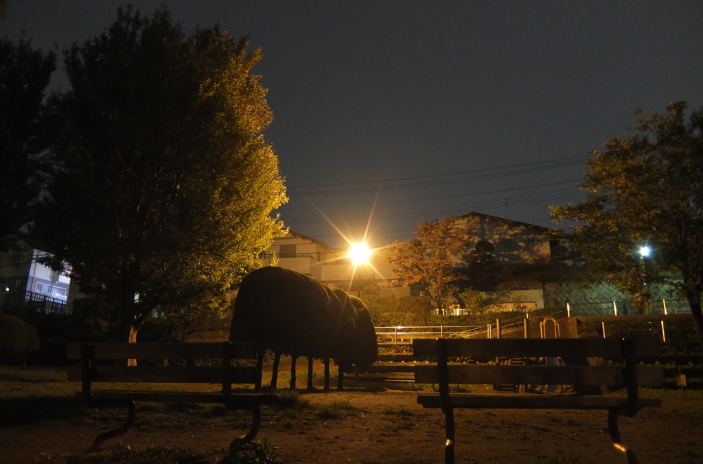 2014/11/02_夜の公園