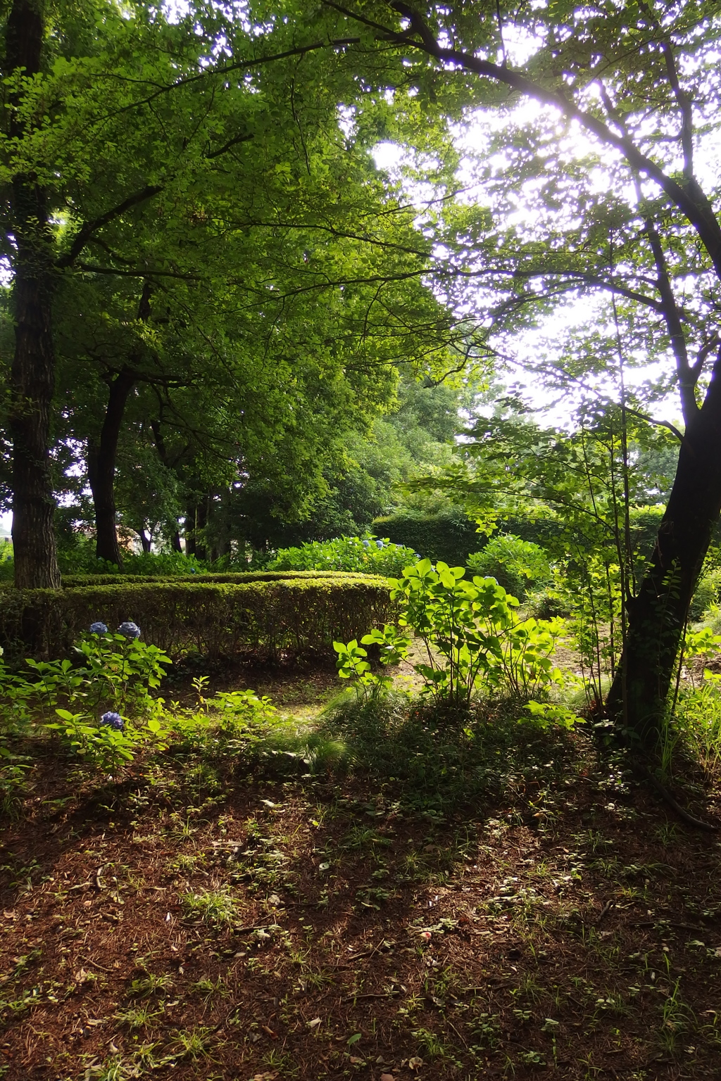 2015/07/05_伊奈アジサイ園