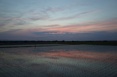 2015/05/24_水田の夕暮れ