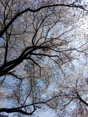 2019/04/06_氷川児童公園の桜