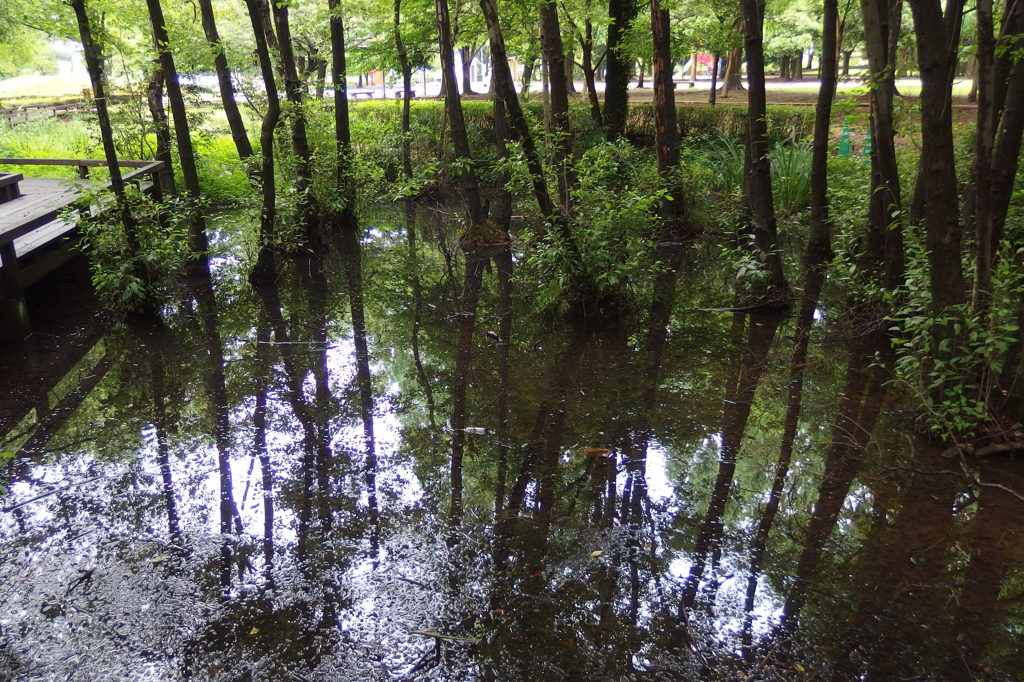 2015/07/05_伊奈町制施行記念公園