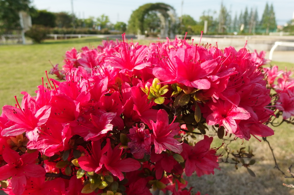 2015/04/29_伊奈バラ園のつつじ