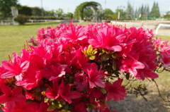 2015/04/29_伊奈バラ園のつつじ