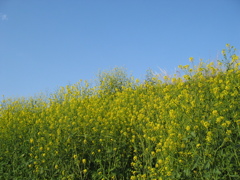 2017/04/16_菜の花と青空