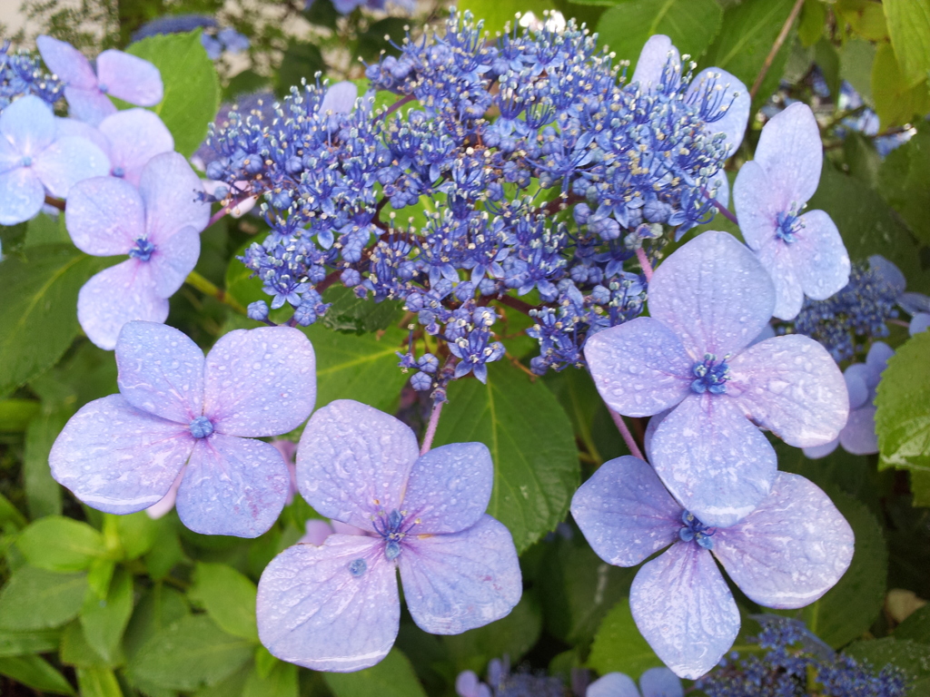 2016/07/17_高松公園の紫陽花