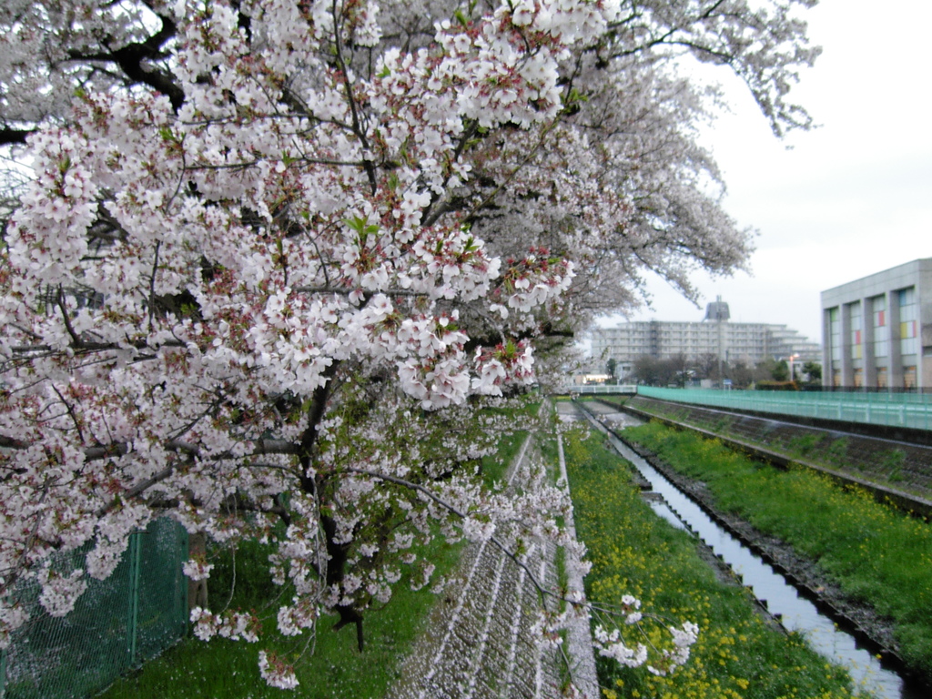 2017/04/09_芝川の桜と菜の花